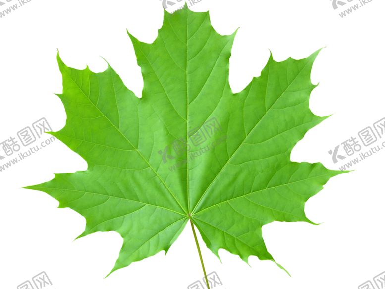 编号：50052009141547112020【酷图网】源文件下载-树叶