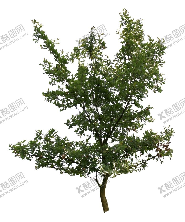 编号：30830810100839092998【酷图网】源文件下载-树木