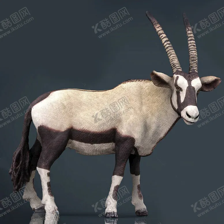 编号：77372302200919395693【酷图网】源文件下载-C4D模型羚羊