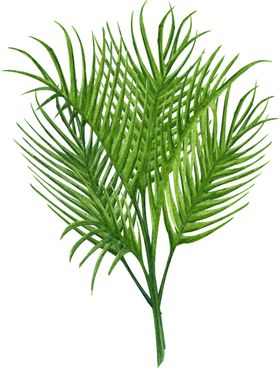 绿植水彩插画