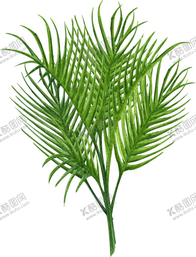 编号：67189905152143512976【酷图网】源文件下载-绿植水彩插画