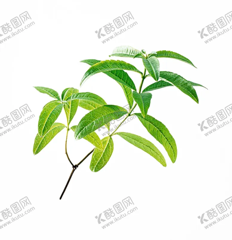 编号：15597407011238033157【酷图网】源文件下载-草本植物药材