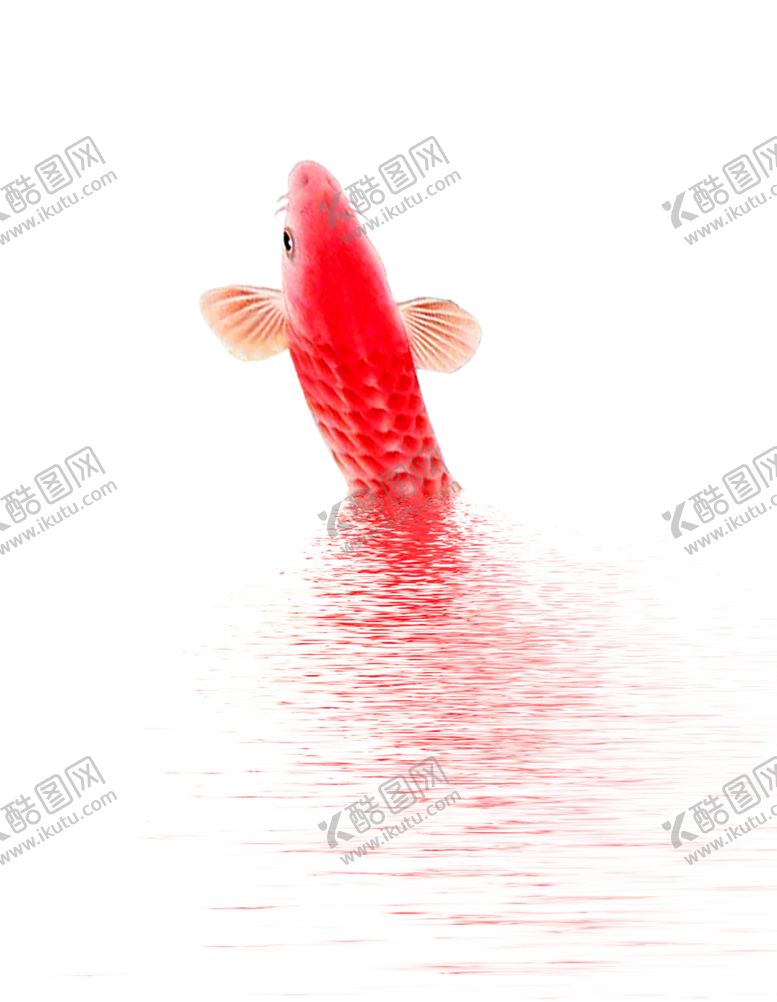 编号：28821902082240575735【酷图网】源文件下载- 金鱼锦鲤手绘插画图片