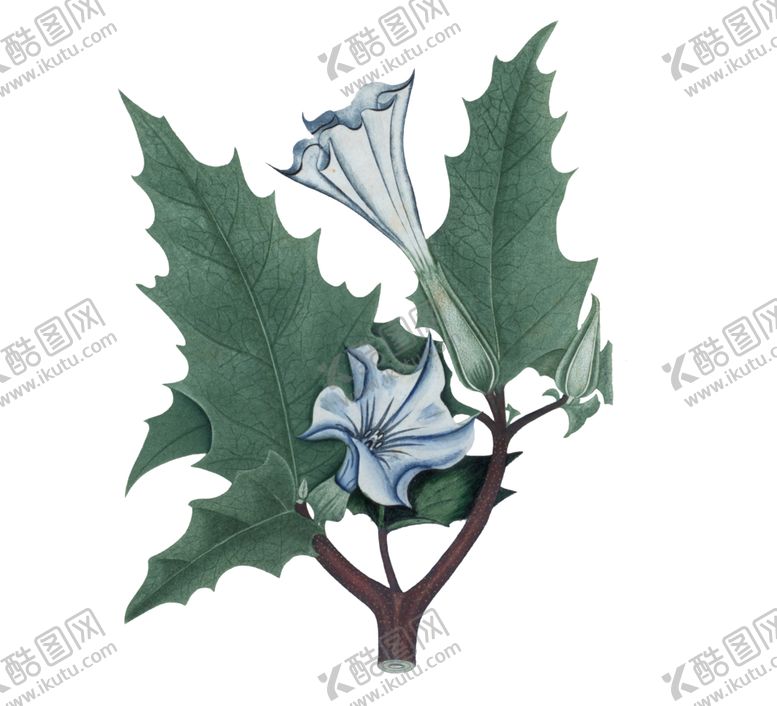 编号：66602509192020353717【酷图网】源文件下载-植物插画