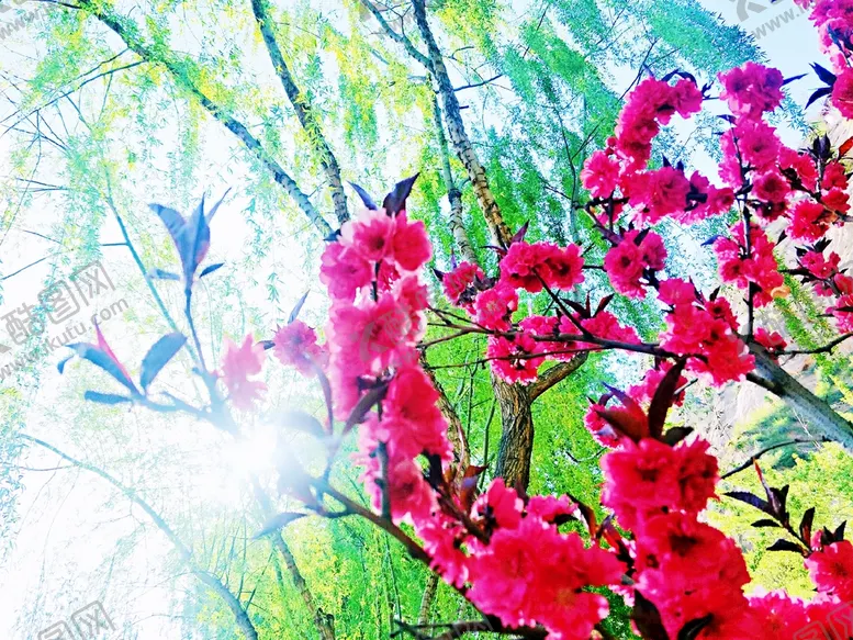 编号：35493710161940131841【酷图网】源文件下载-桃花  阳光  