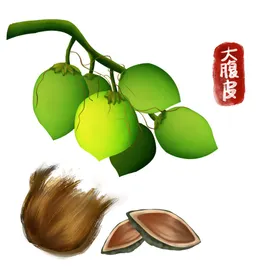 卡通大腹皮