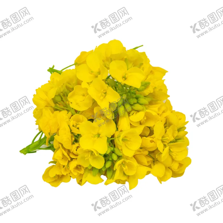 编号：47228002111859539919【酷图网】源文件下载-油菜花黄花