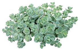 免扣扁平风花卉植物元素素材
