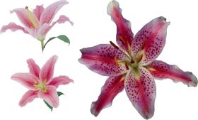 百合花