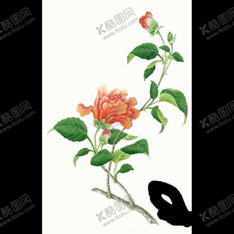 编号：17435010121010502045【酷图网】源文件下载-山茶花图片