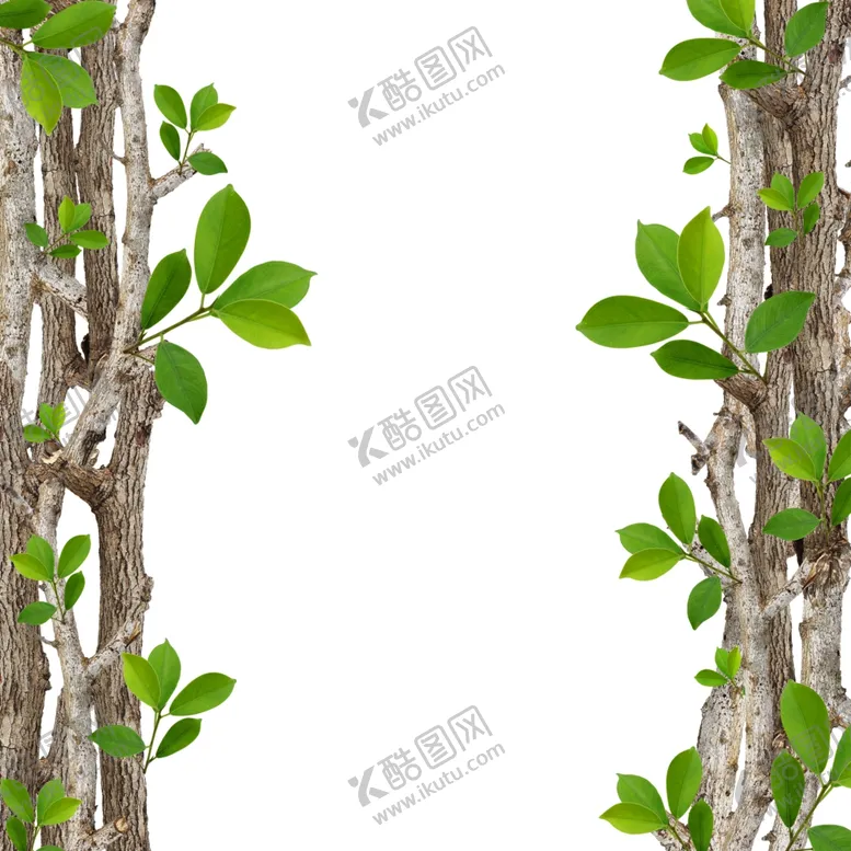 编号：56309104210936085840【酷图网】源文件下载-绿叶树干