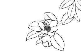 茶花