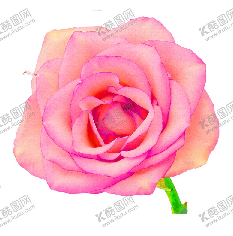 编号：35685410130806356903【酷图网】源文件下载-鲜花装饰