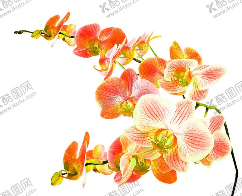 编号：64805607062031182931【酷图网】源文件下载-花素材