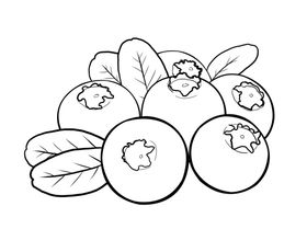 蓝莓
