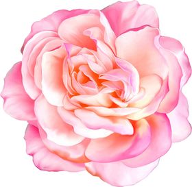 花手绘插画