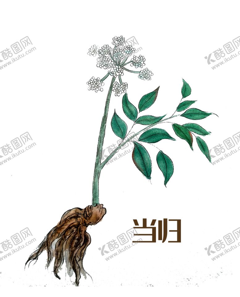 编号：75605210121838411526【酷图网】源文件下载-草本植物药材