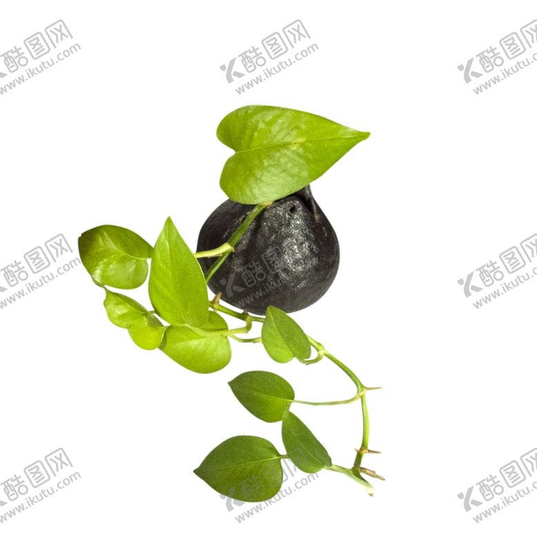 编号：32861810261127076394【酷图网】源文件下载-绿萝