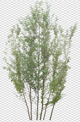 透明底植物