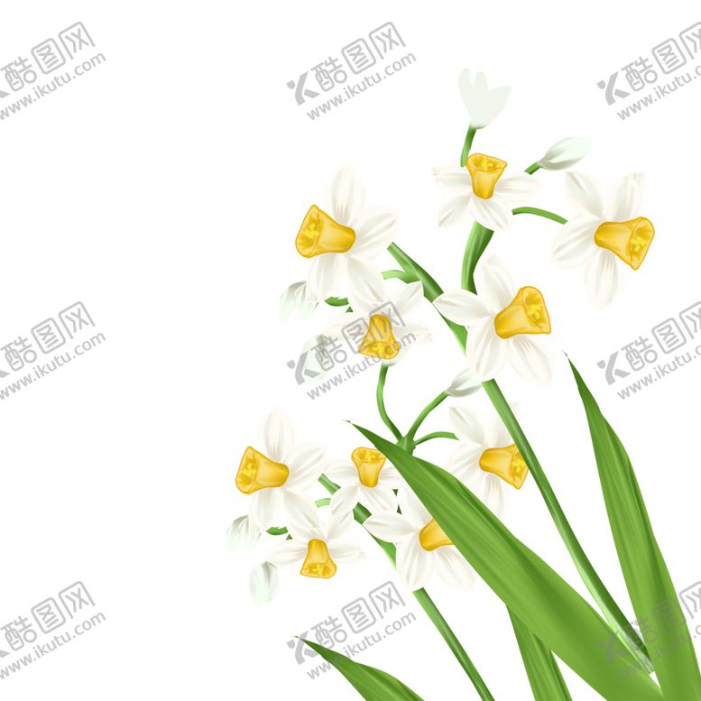 编号：97569102112022069415【酷图网】源文件下载-水仙花花卉
