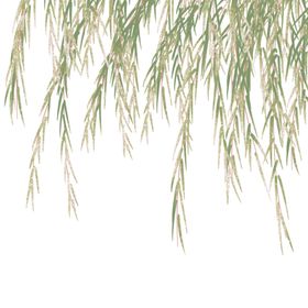 线性植物手绘元素