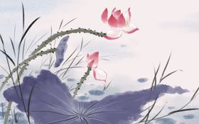 手绘荷花插画