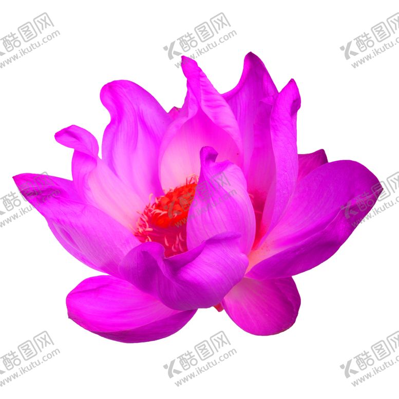 编号：73868407060244529202【酷图网】源文件下载-鲜花素材