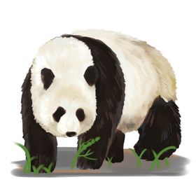 手绘熊猫
