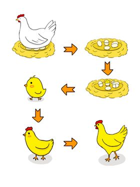卡通鸡成长