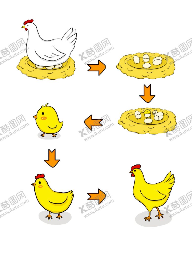 编号：80765905101314487761【酷图网】源文件下载-卡通鸡成长