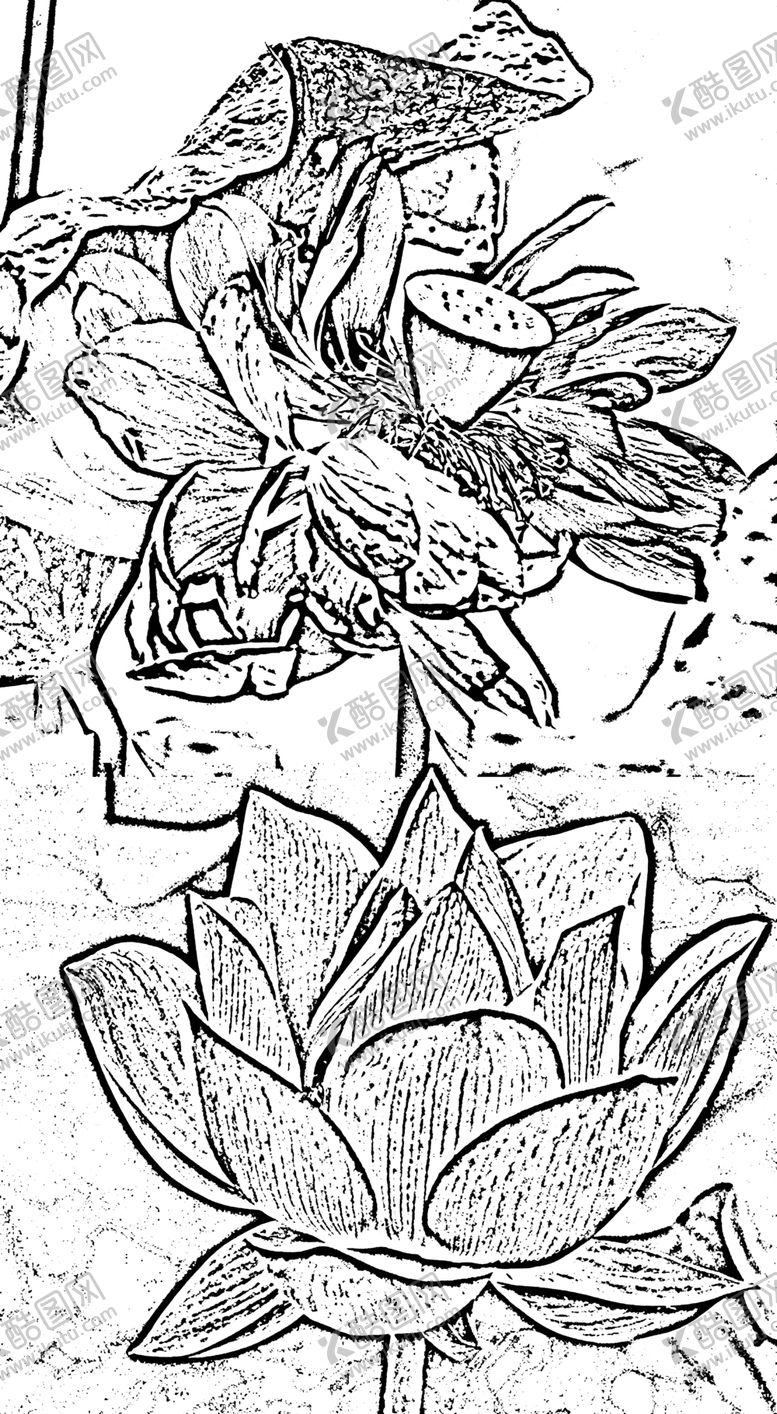 编号：71158501240518519307【酷图网】源文件下载-莲花白描