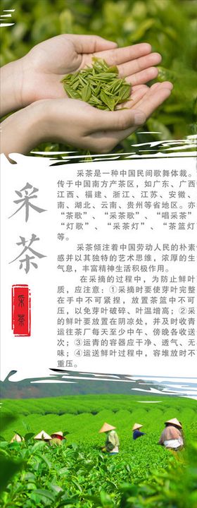 采茶茶文化
