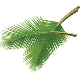 芭蕉叶热带