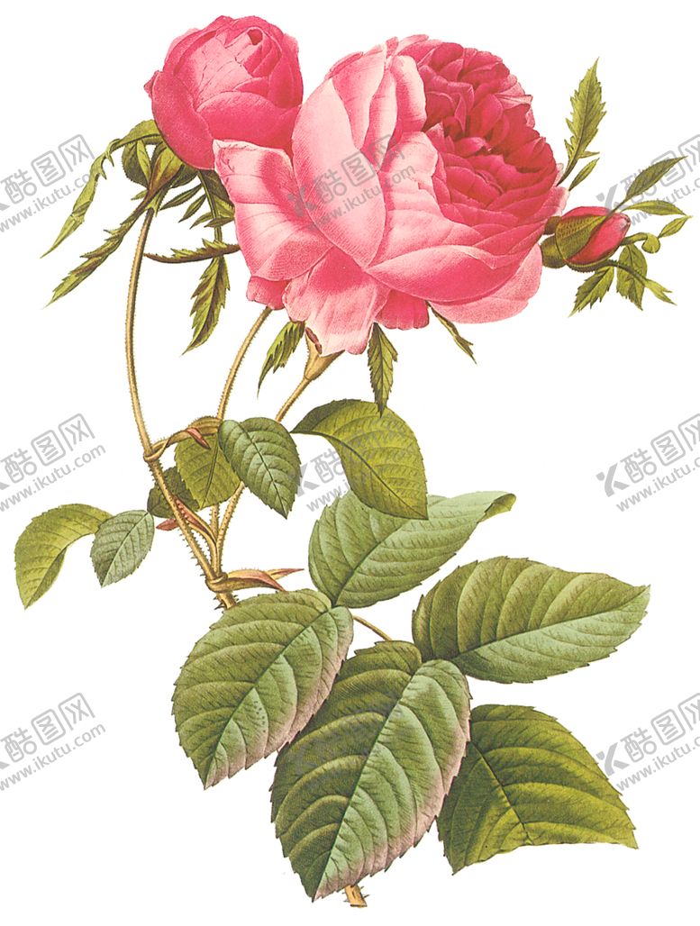 编号：96842309150003169893【酷图网】源文件下载-植物花卉油画装饰画