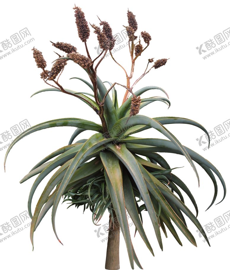 编号：72904110101639502699【酷图网】源文件下载-免扣花卉素材