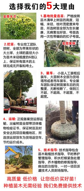 大型苗圃基地直销