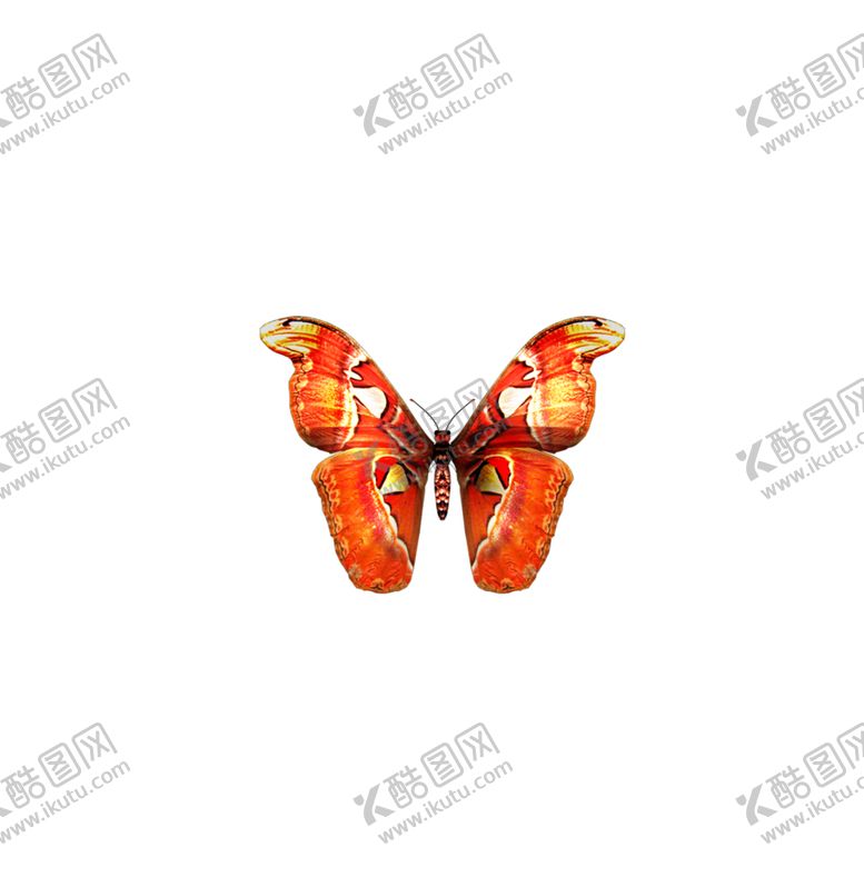 编号：13192107021114279365【酷图网】源文件下载-蝴蝶素材