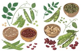 手绘矢量豆类杂粮合集