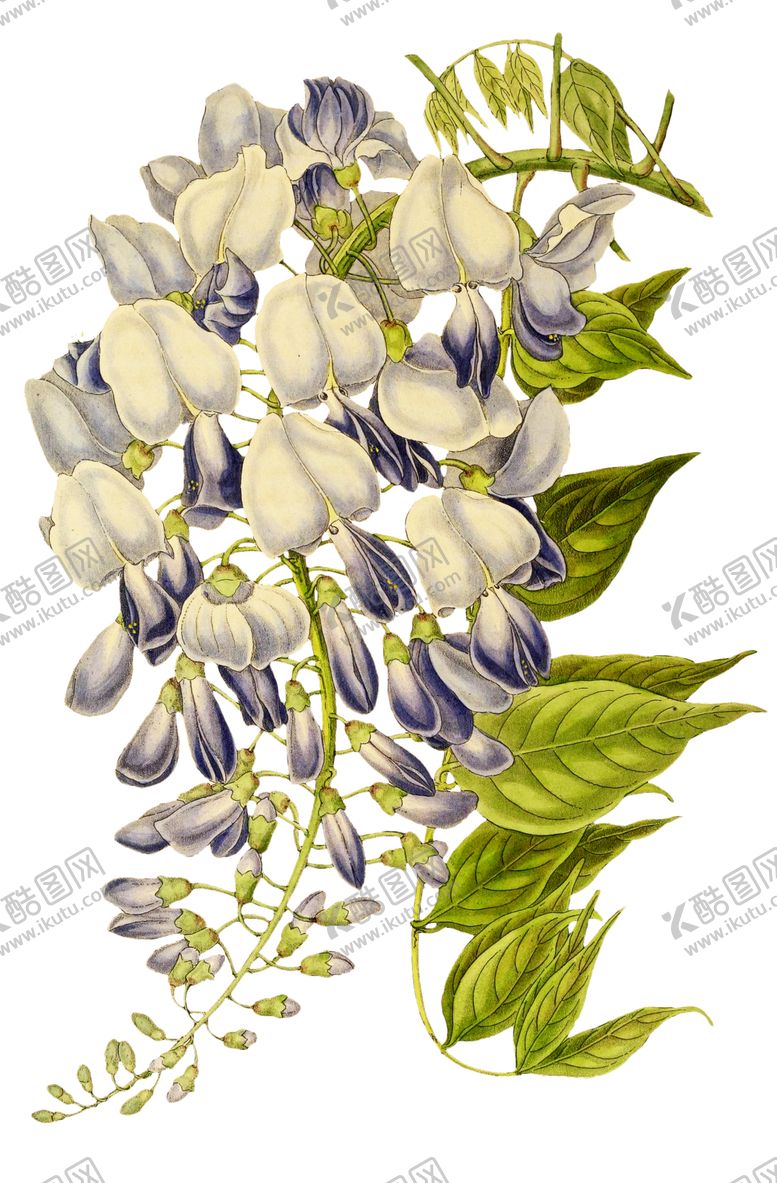 编号：11563709170219412589【酷图网】源文件下载-复古花朵植物图案