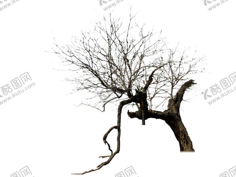 编号：81838909291954162410【酷图网】源文件下载-冬树枯树造型树干树树