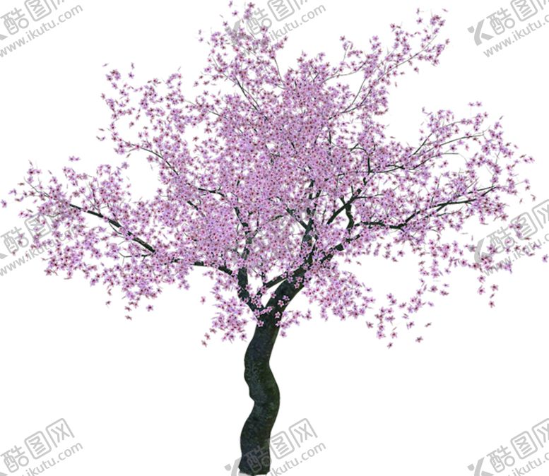 编号：70101505122335365960【酷图网】源文件下载-粉色樱花装饰