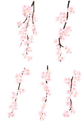 花枝