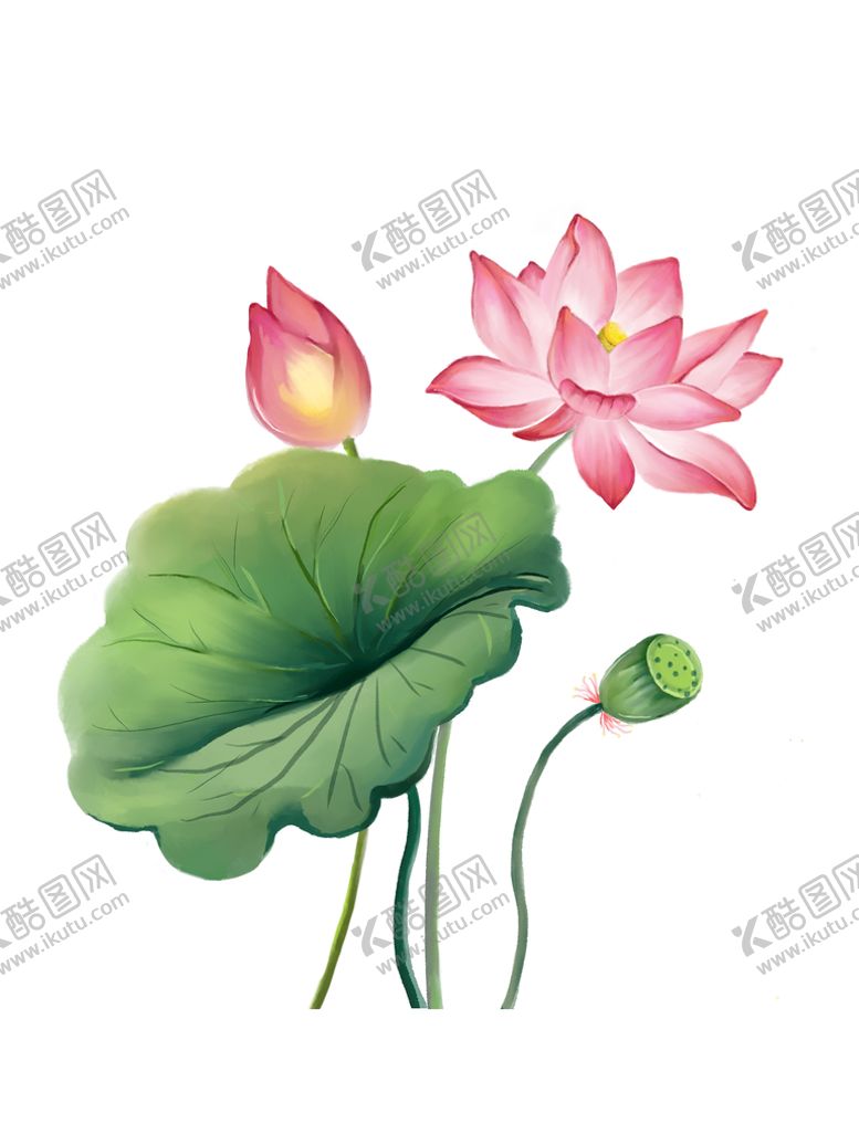编号：80456209140800276241【酷图网】源文件下载-荷花 荷叶