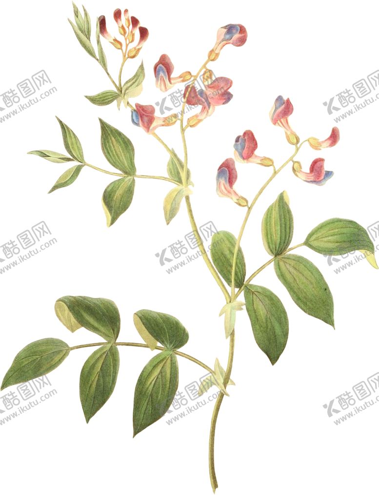 编号：95987302101533094672【酷图网】源文件下载-英式复古玫瑰花卉艺术装饰PNG