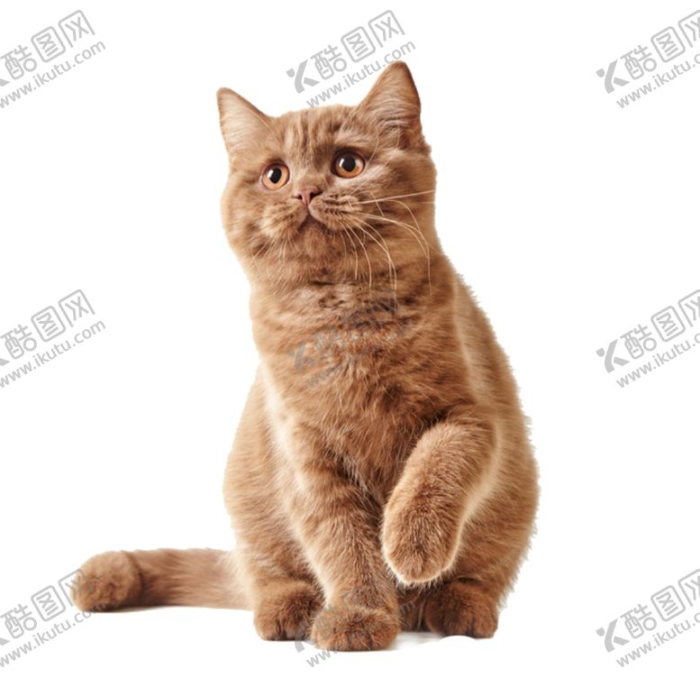 编号：75713410100610576334【酷图网】源文件下载-猫咪
