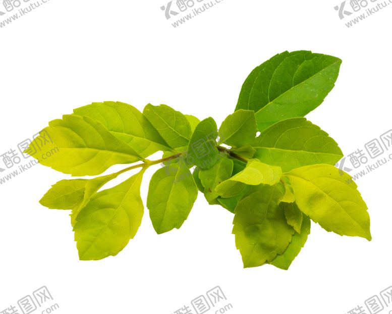 编号：59361206250158126896【酷图网】源文件下载-薄荷植物元素