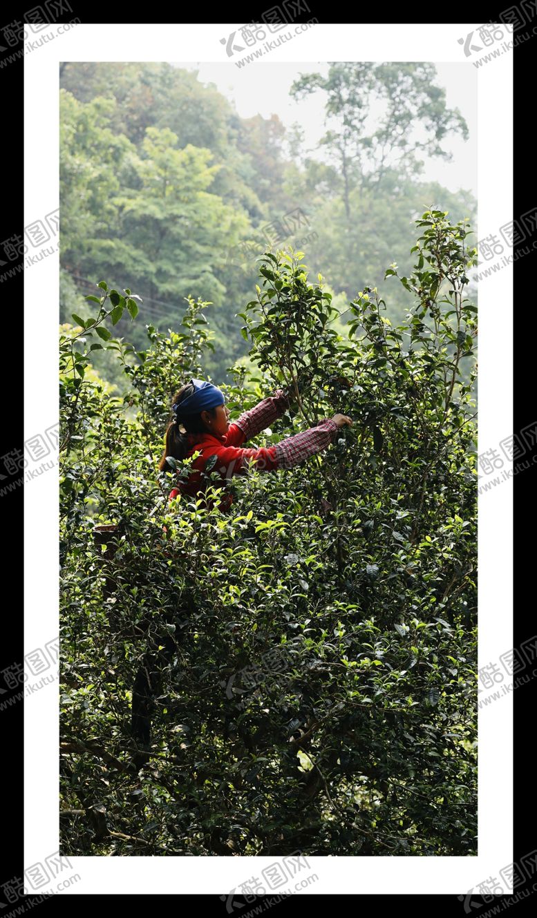 编号：09235109200202281408【酷图网】源文件下载-茶树