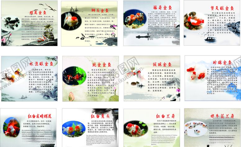 编号：16647705041525431385【酷图网】源文件下载-金鱼简介