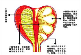 男性泌尿生殖系统解剖图