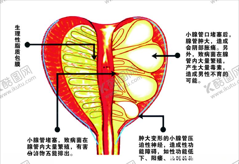 编号：40285609150507023351【酷图网】源文件下载-男性泌尿生殖系统解剖图